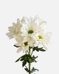 Daisy White