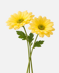 Daisy Poms Yellow