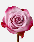 Deep Purple Roses Lavender Long