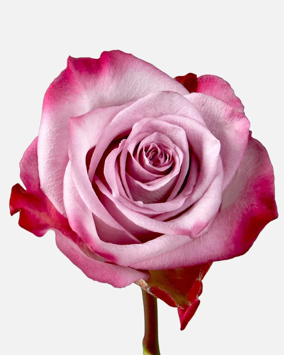 Deep Purple Roses Lavender Long