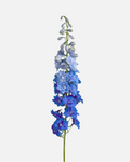 Delphinium Híbrido Azul