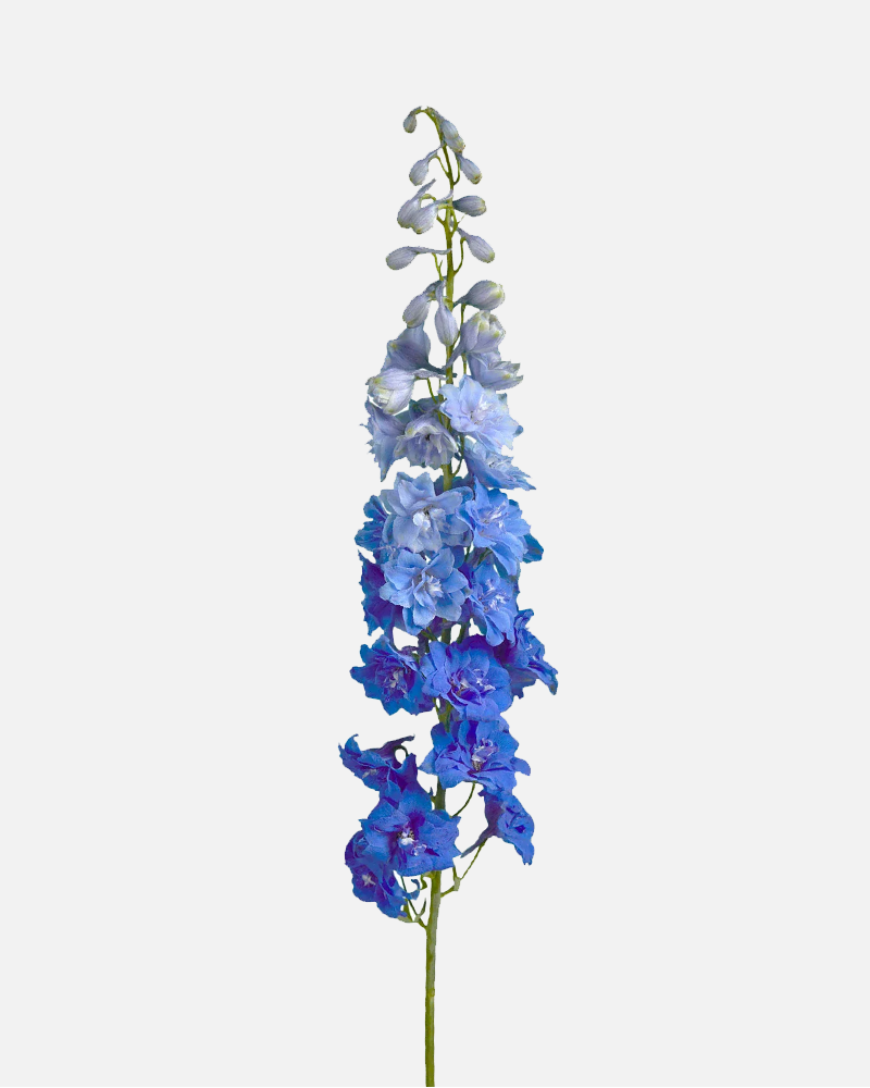 Delphinium Híbrido Azul