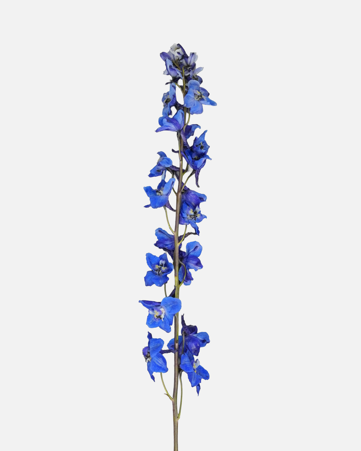 Azul Delphinium