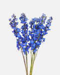 Delphinium Blue