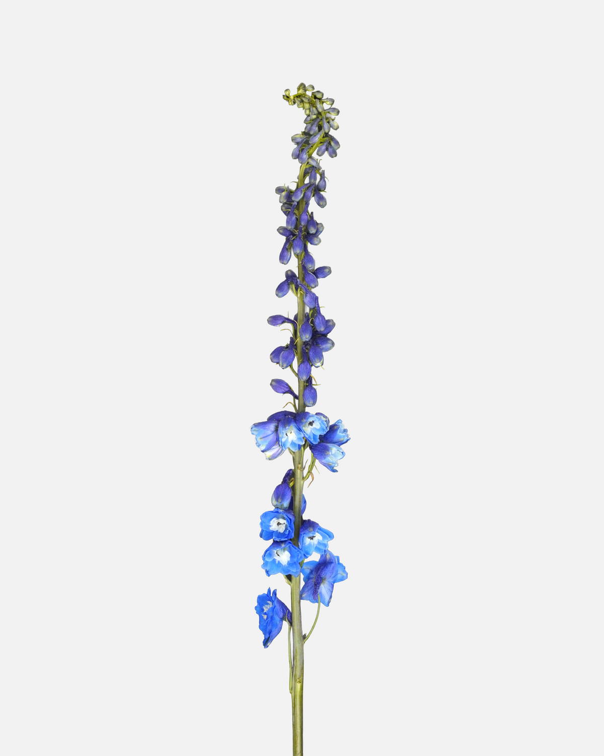 Delphinium Híbrido Azul