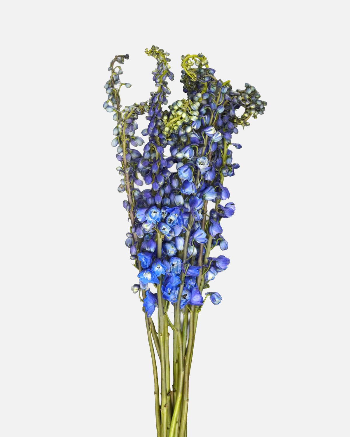 Delphinium Híbrido Azul