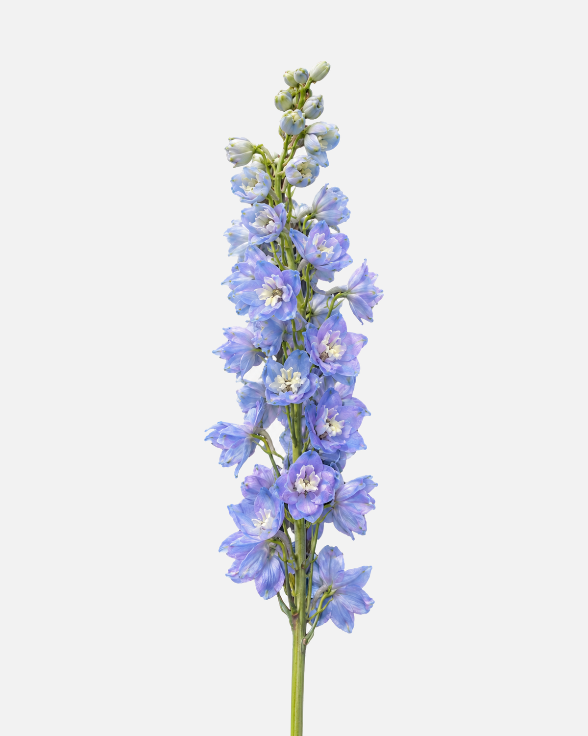 Delphinium Hybrid Light Blue