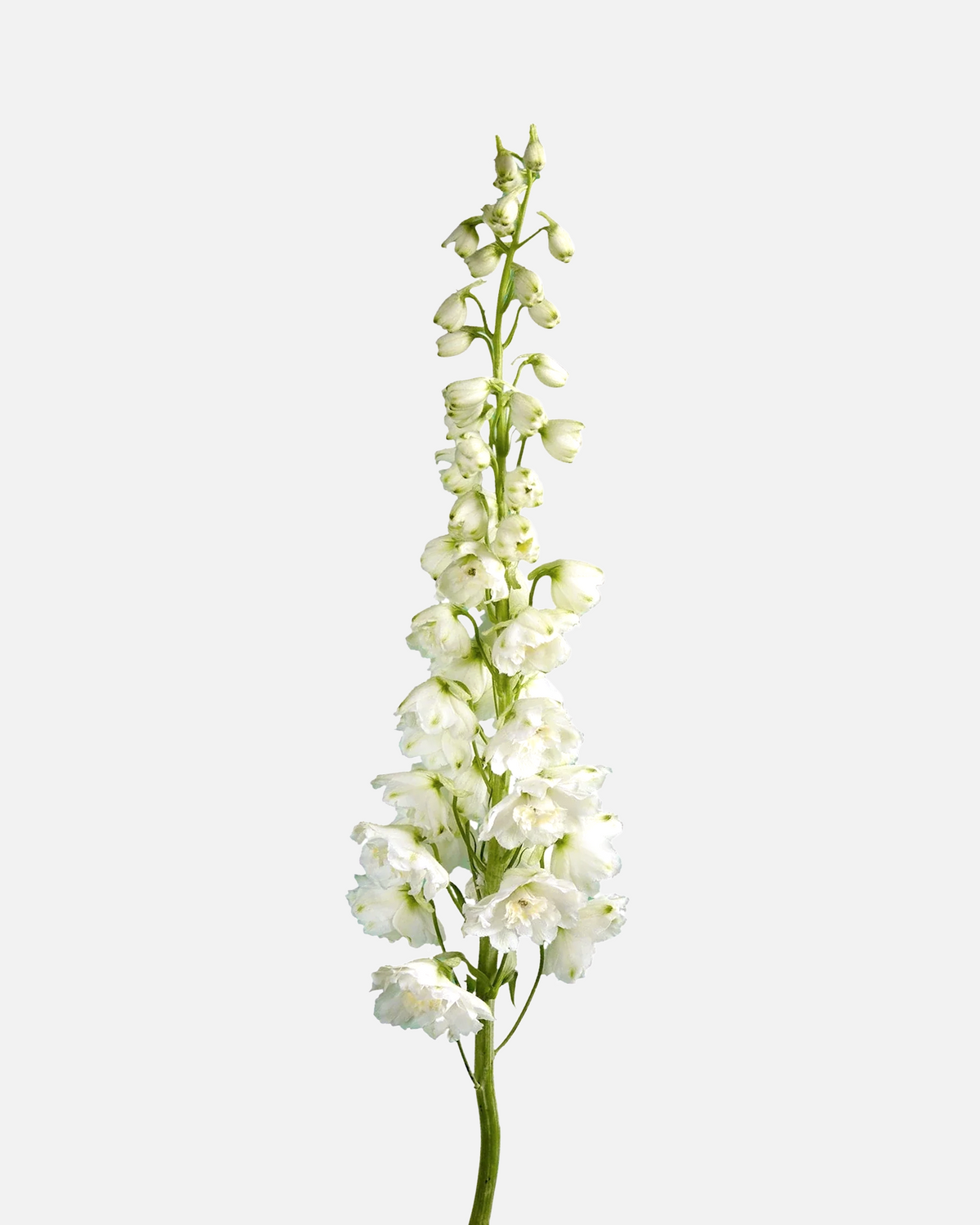Delphinium híbrido blanco