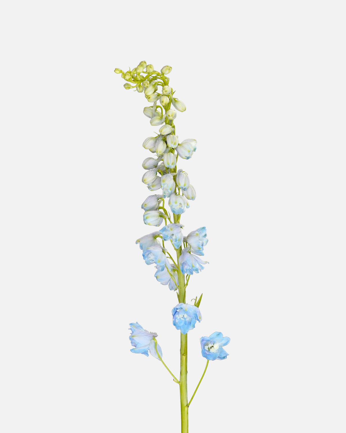 Delphinium Híbrido Azul Claro