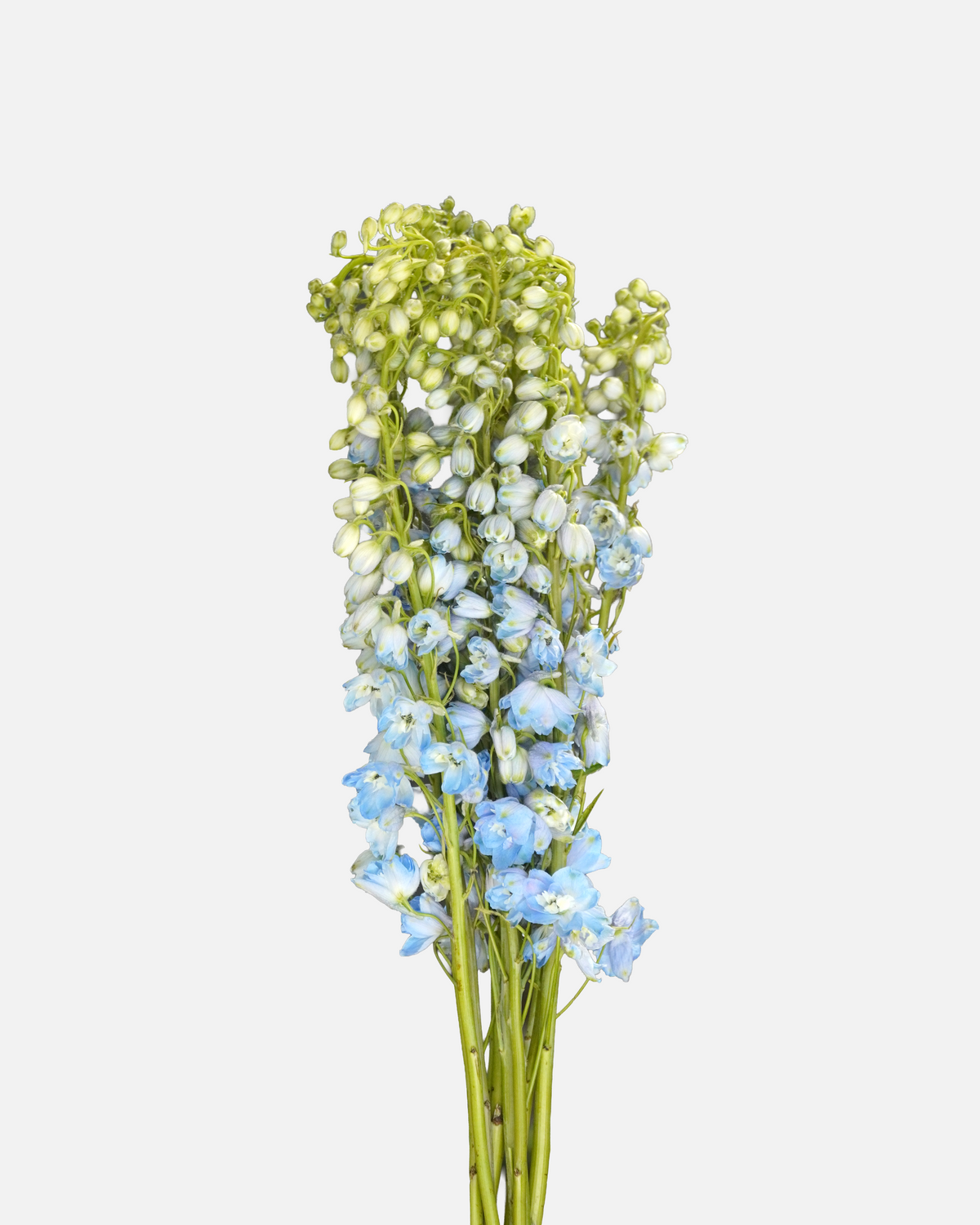 Delphinium Híbrido Azul Claro