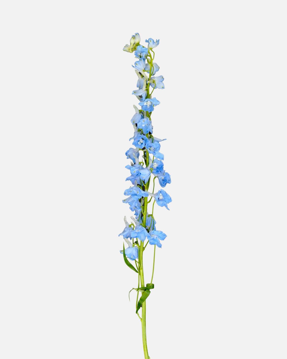 Delfinio Azul Claro