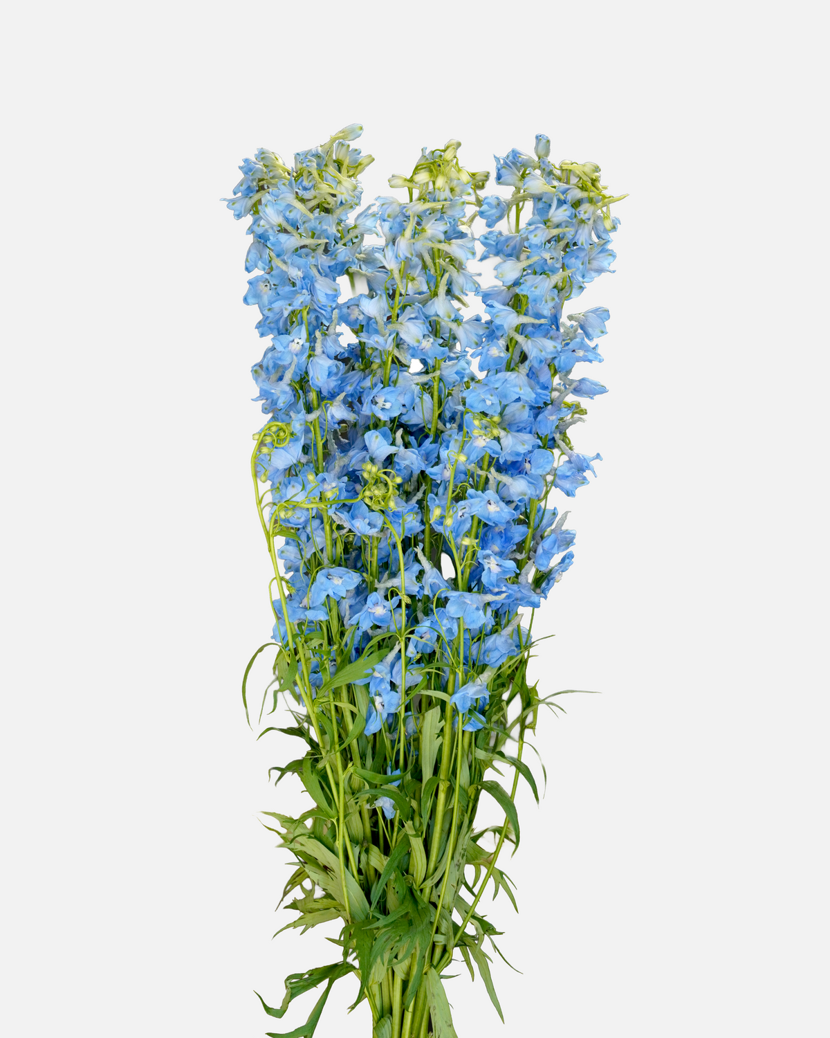 Delfinio Azul Claro