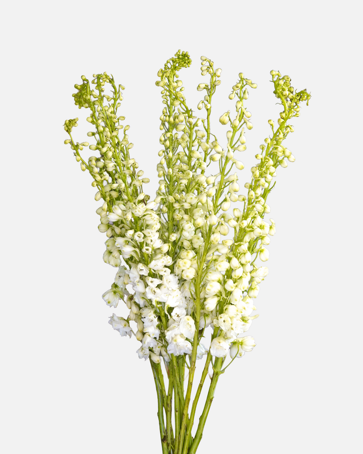 Delphinium White Hybrid
