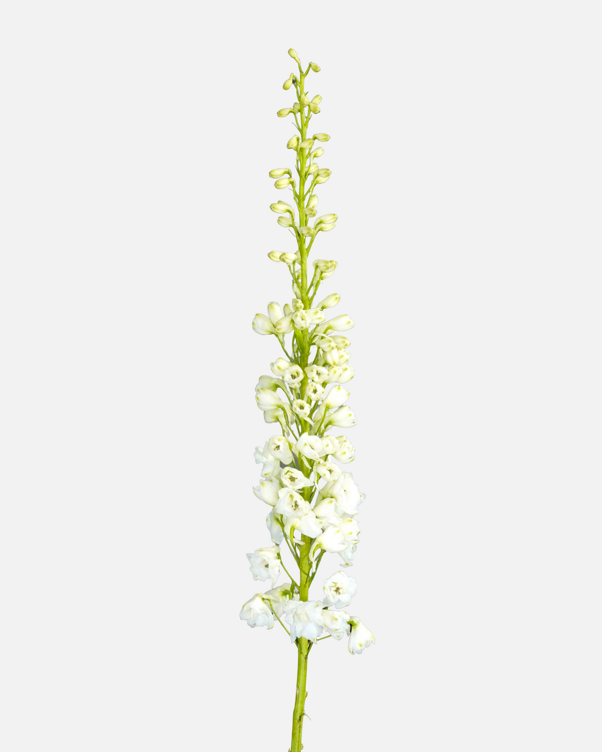 Delphinium White Hybrid