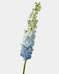 Delphinium Hybrid Light Blue