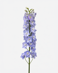 Delphinium Hybrid Lavender