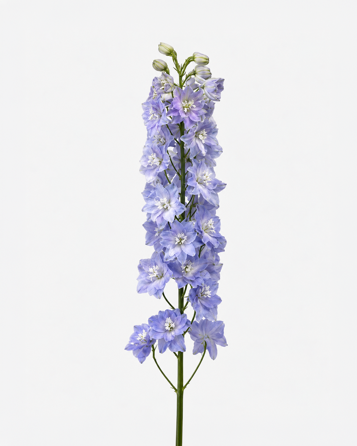 Delphinium Hybrid Lavender