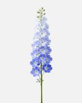 Delphinium Blue Hybrid