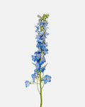 Delphinium Light Blue