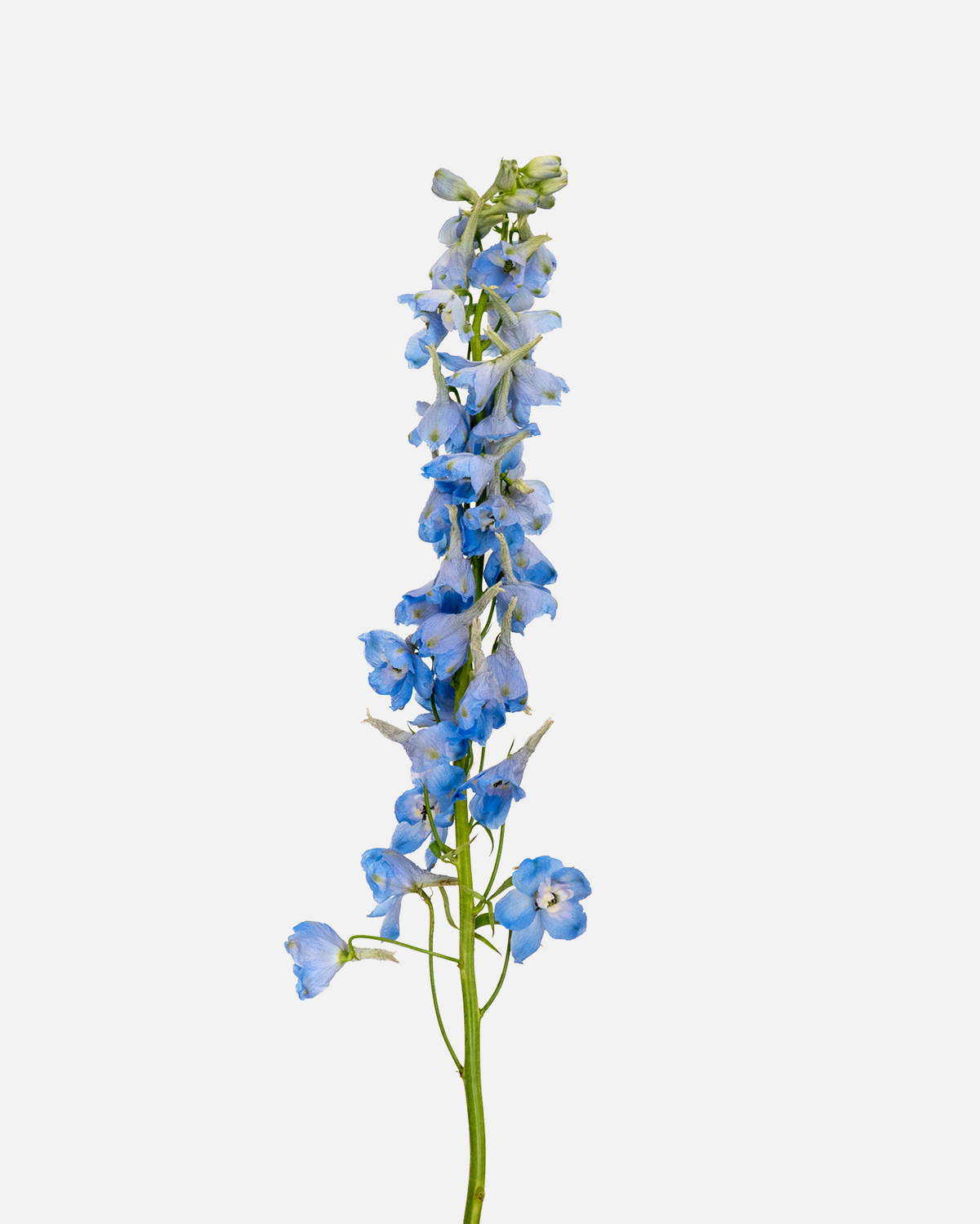 Delphinium Light Blue