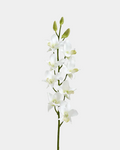Dendrobium Blanco
