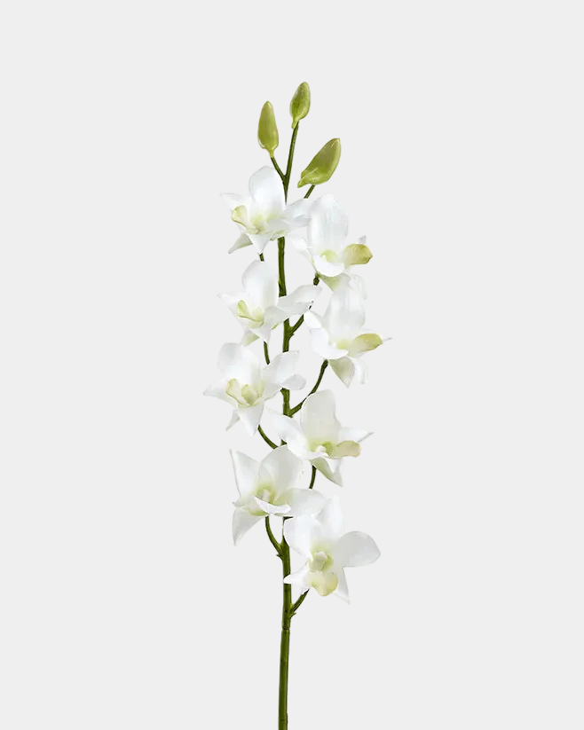 Dendrobium Blanco