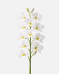 Dendrobium White