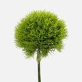 Dianthus Green Ball