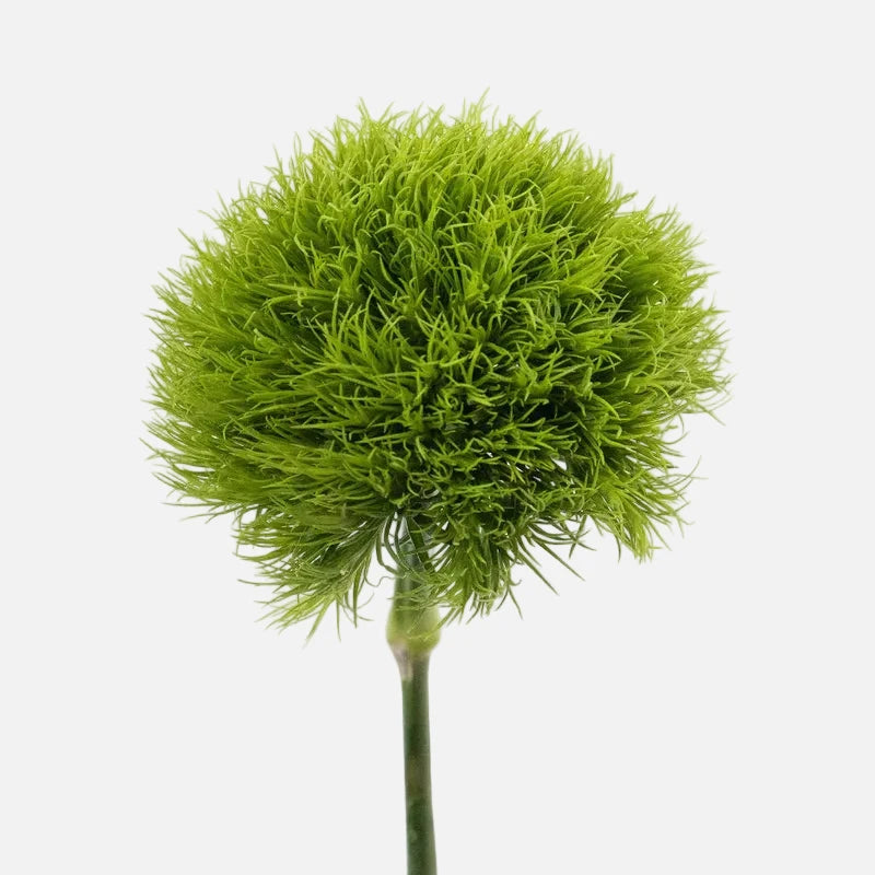 Dianthus Green Ball