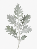 Dusty Miller