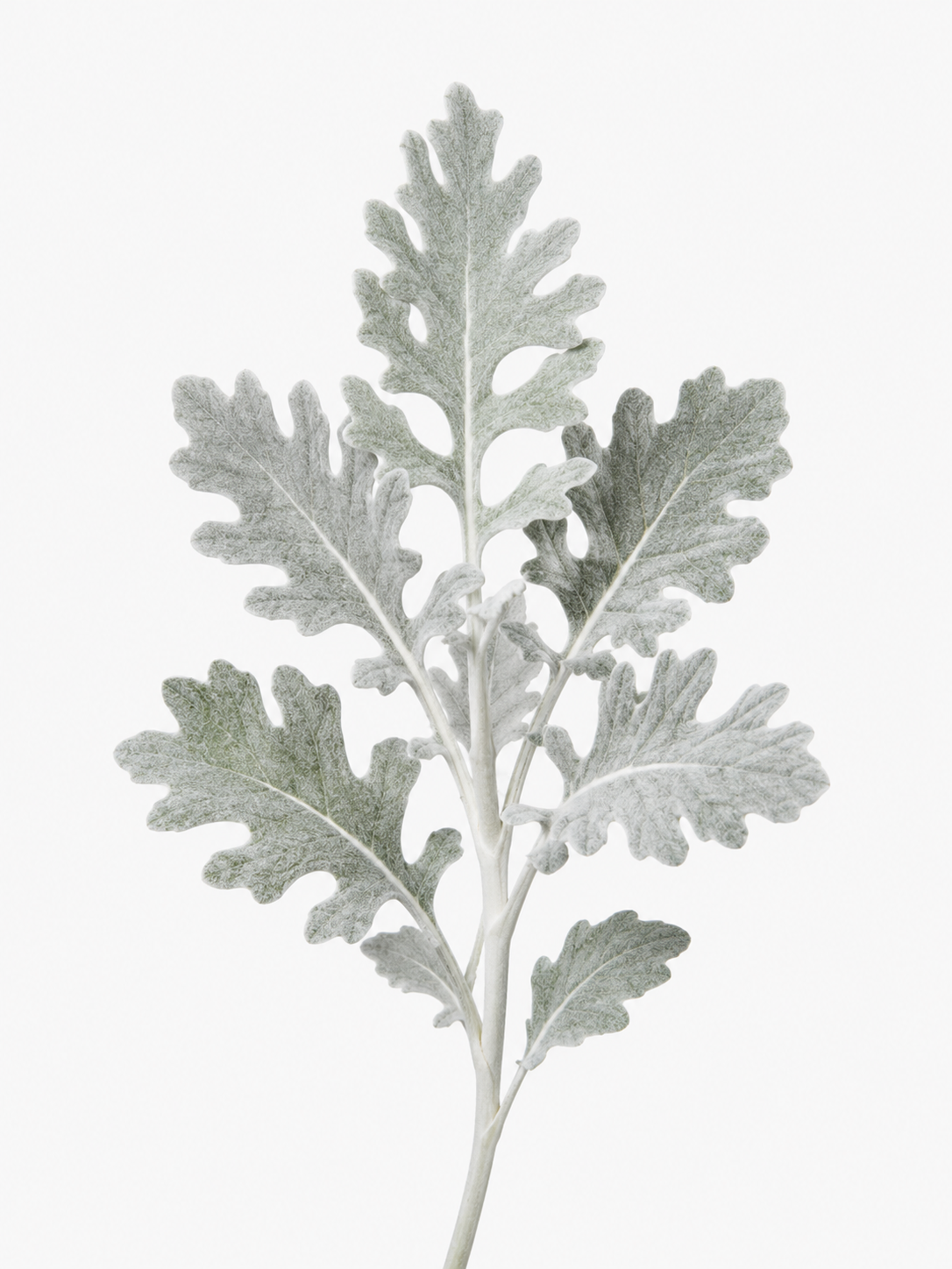 Dusty Miller