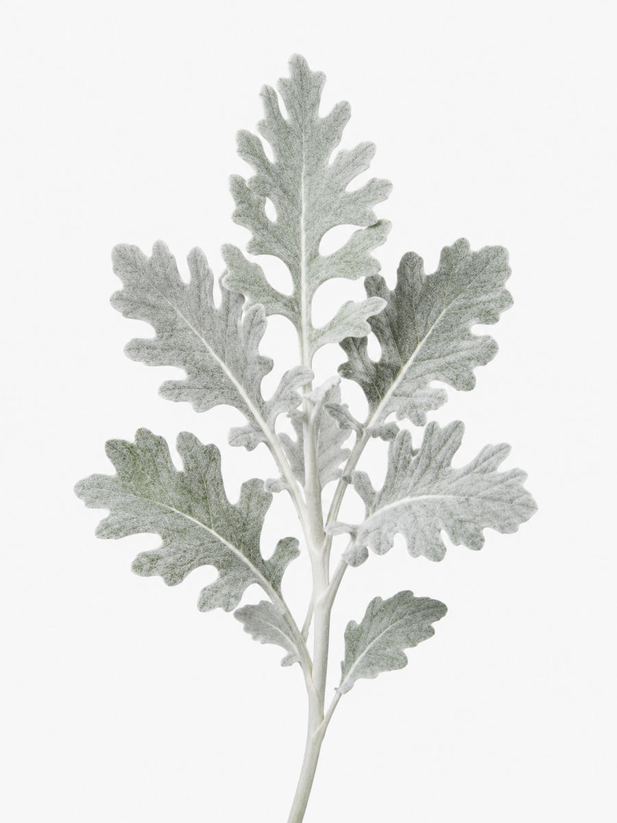 Cineraria marítima