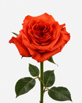 Enigma Garden Roses Orange Long