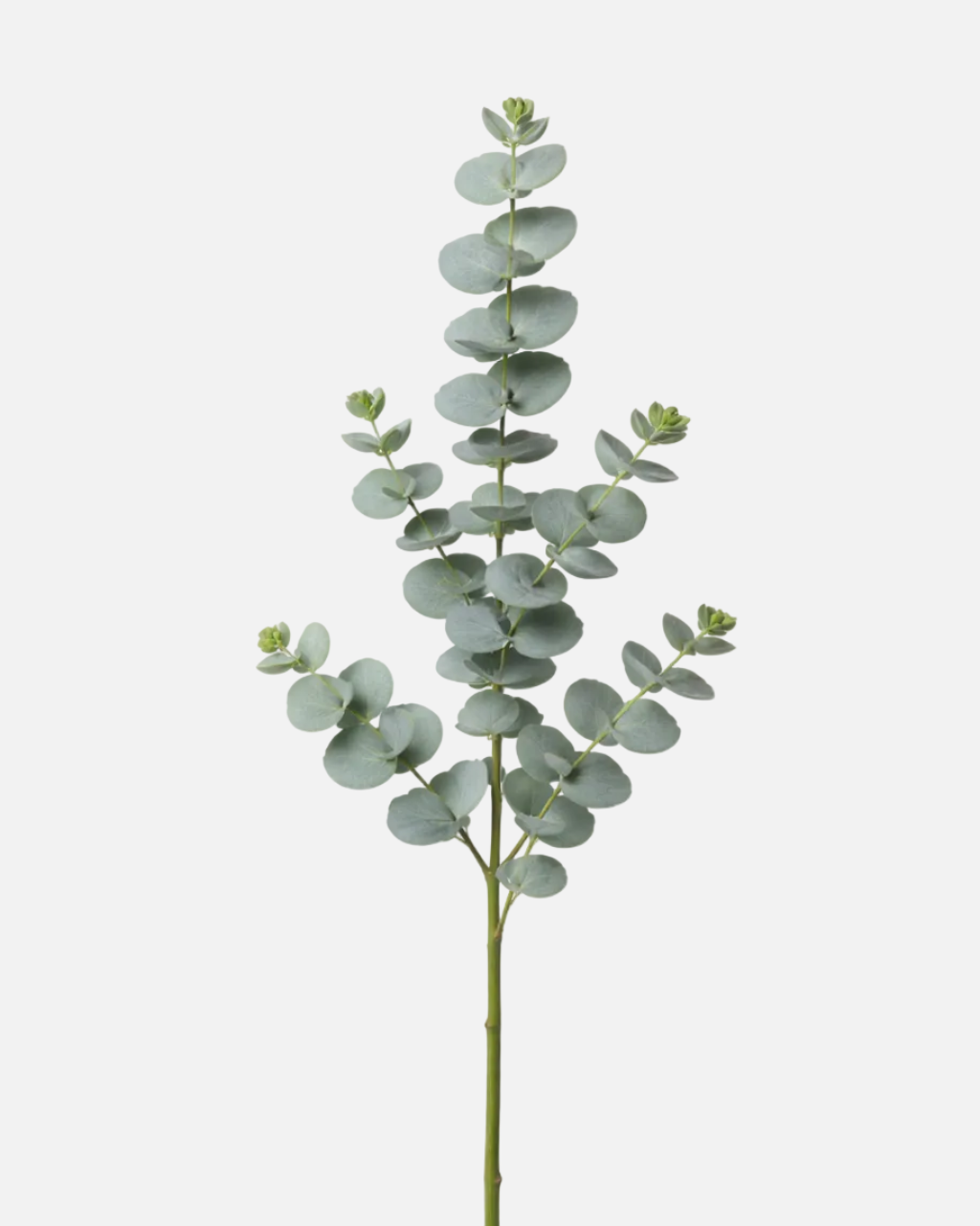 Baby Blue Eucalyptus