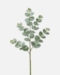 Gunnii Eucalyptus