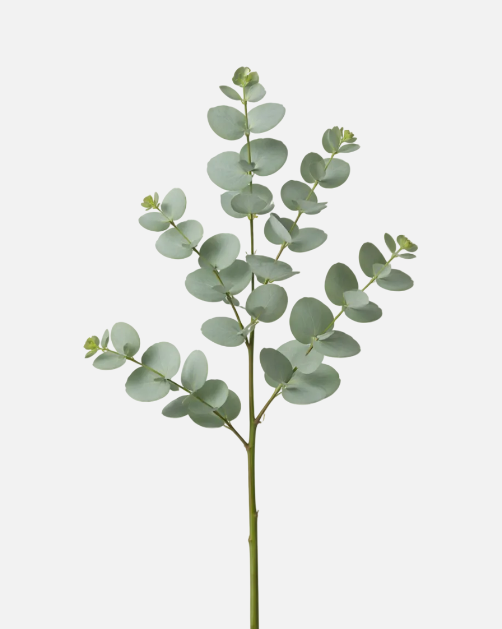 Gunnii Eucalyptus
