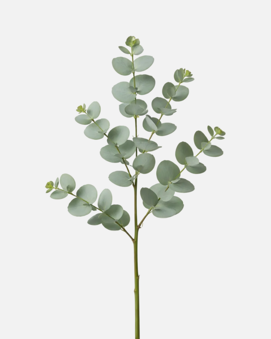 Eucalipto Gunnii