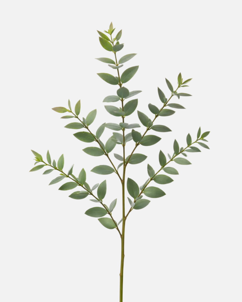 Parvifolia Eucalyptus