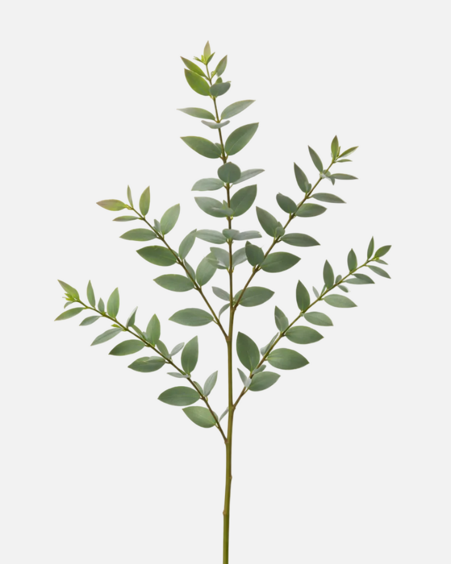 Eucalipto parvifolia