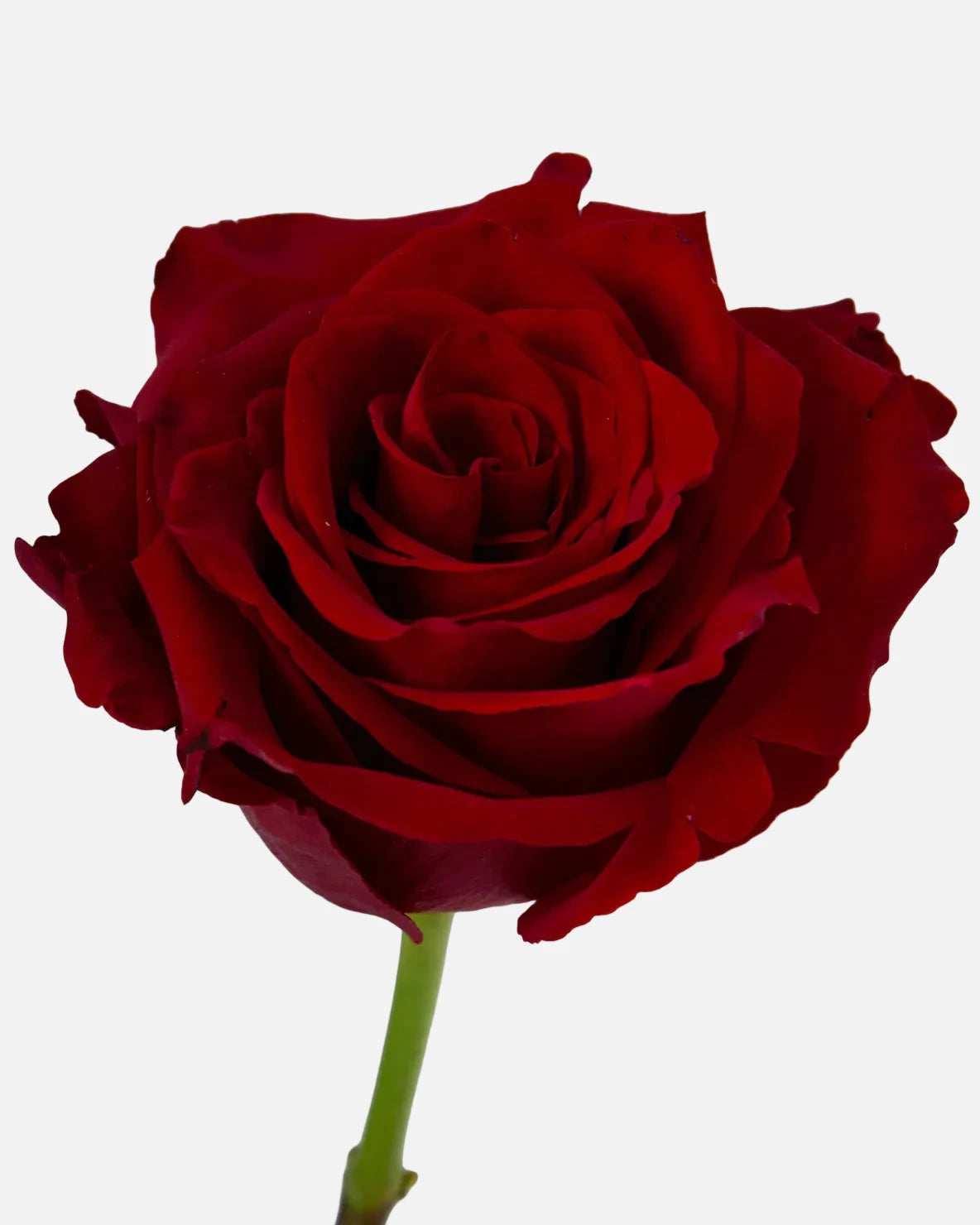 Explorer Roses Red Short