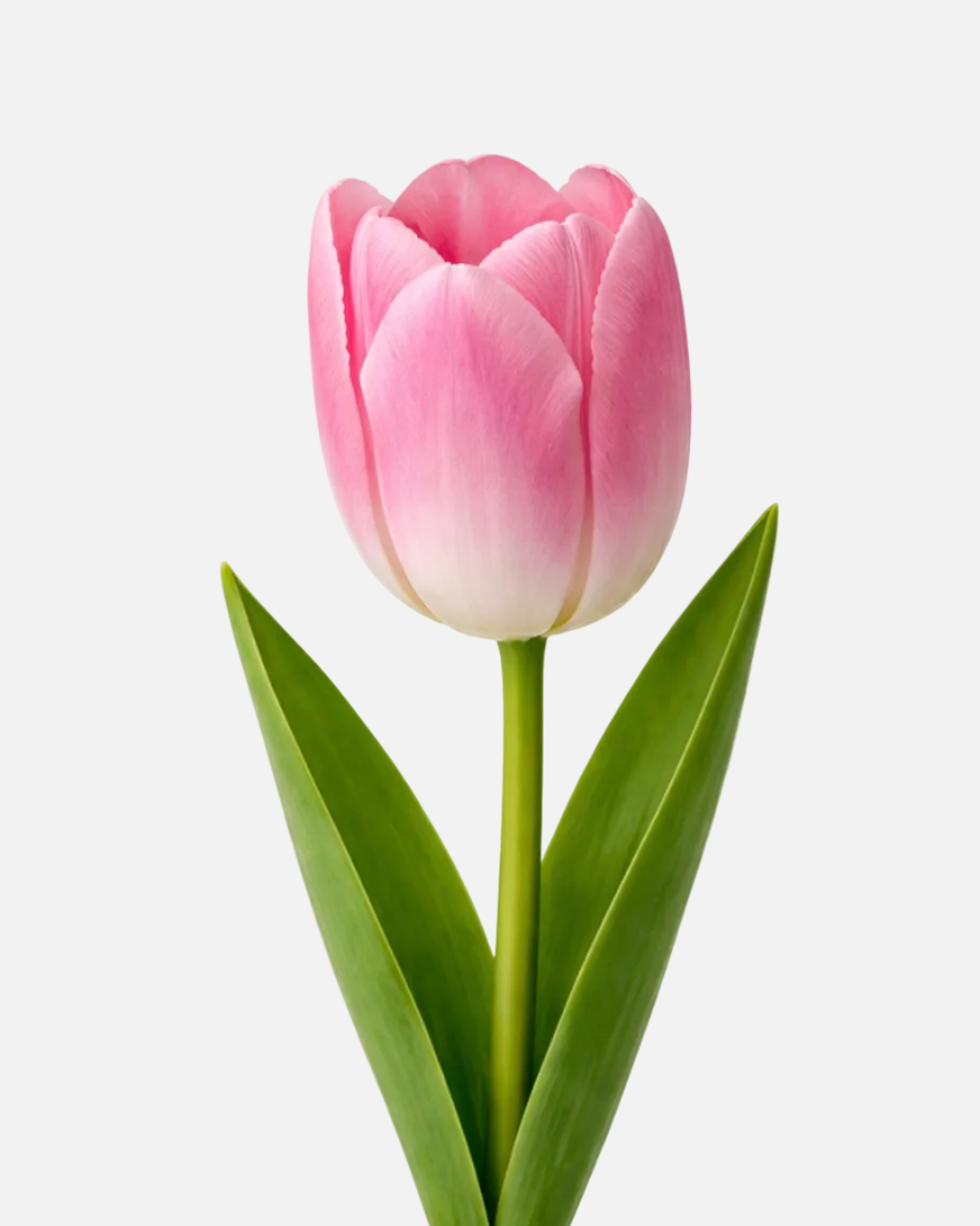 Tulips Holland Pink