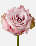 Faith Roses Lavender Long