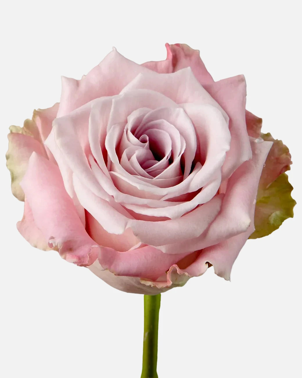 Faith Roses Lavender Long