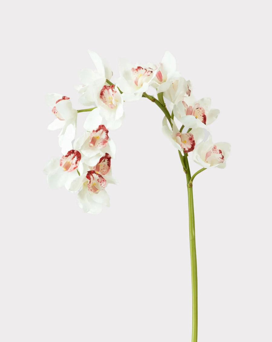 Cymbidium blanco