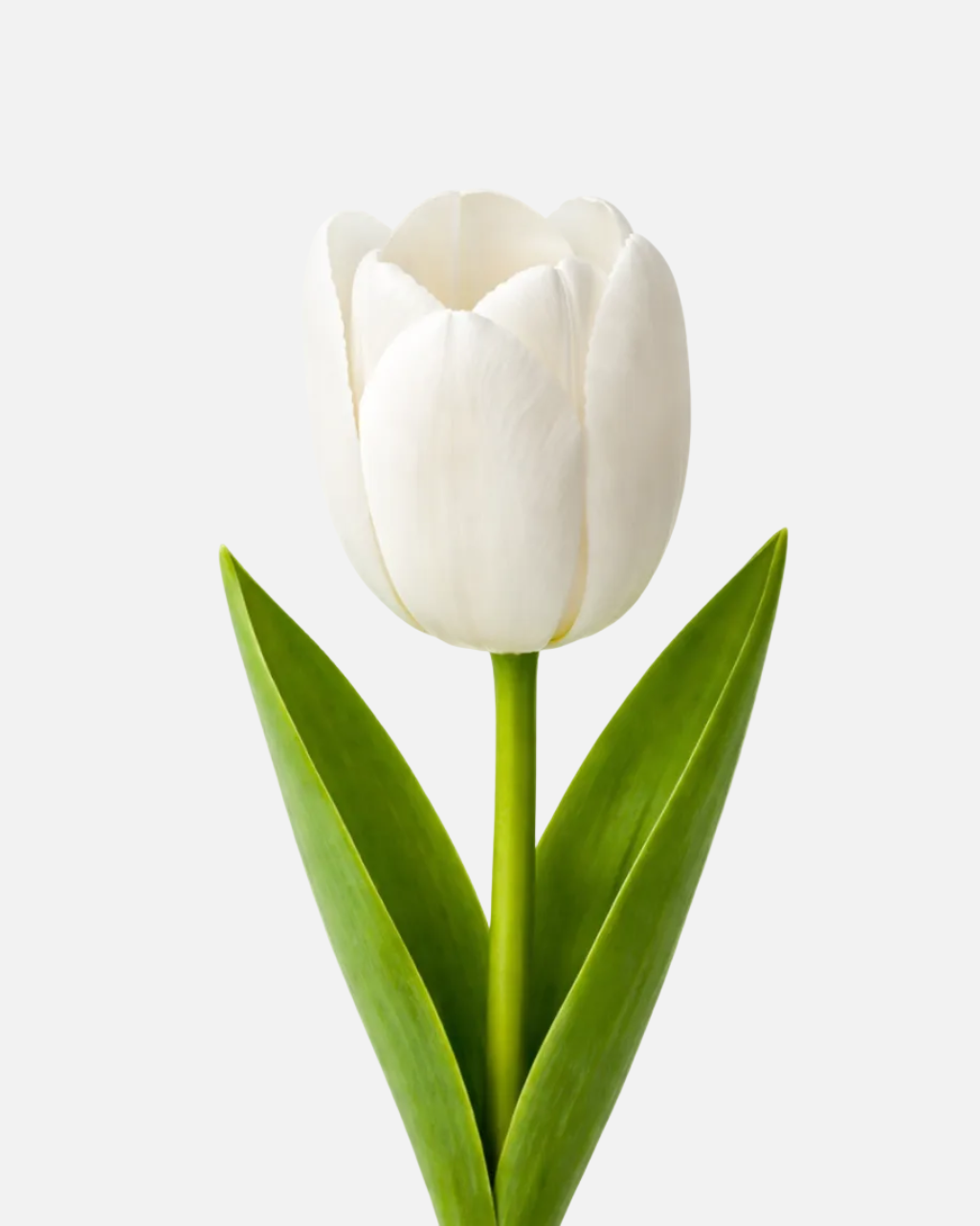 Tulips Holland White