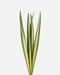 Flax Variegated Leaves