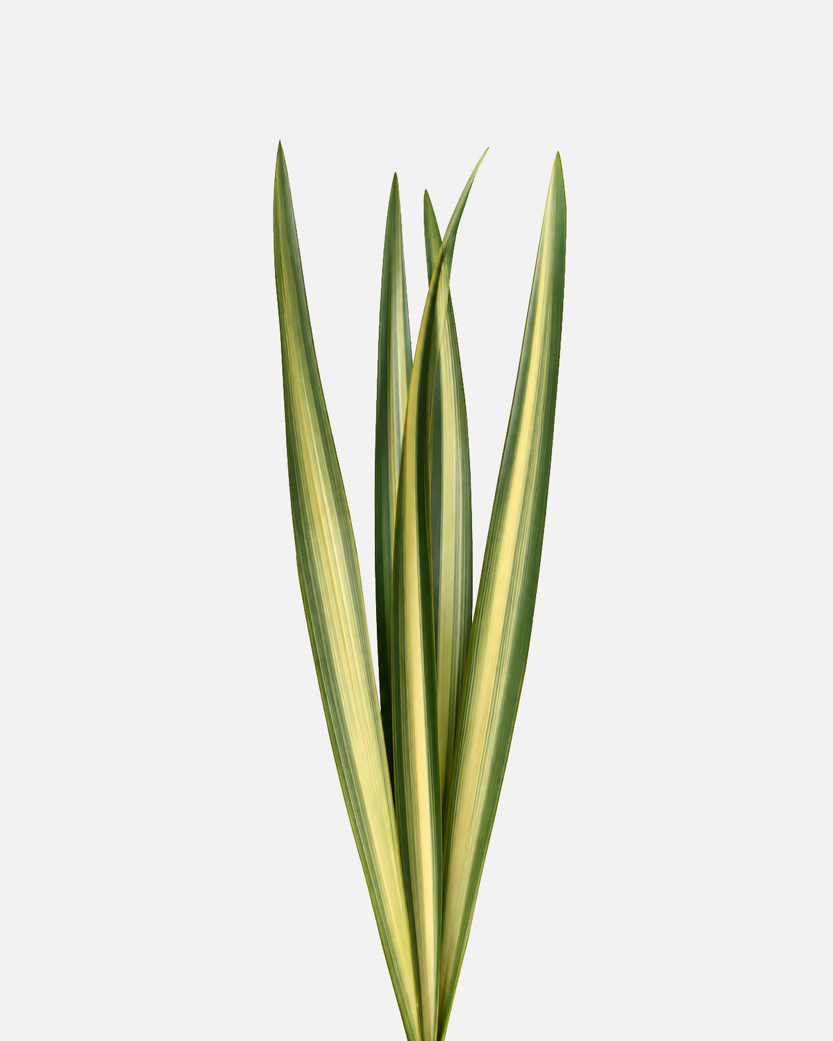 Flax Variegated Leaves