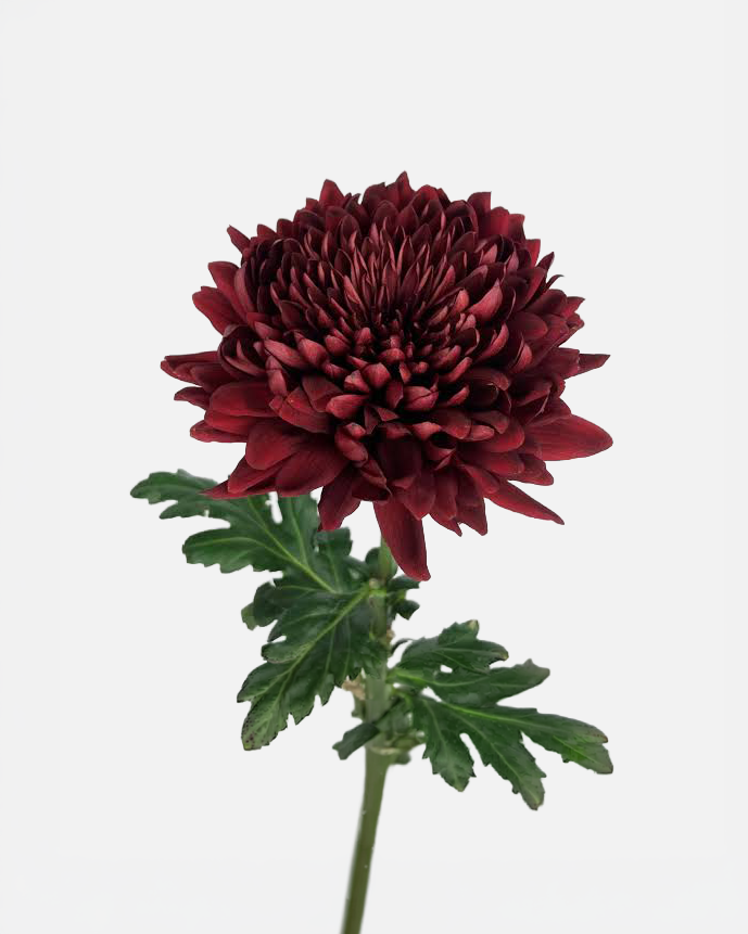 Football Mums Burgundy