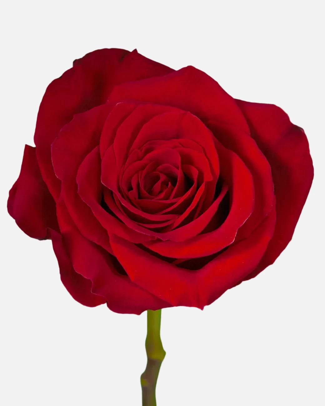 Freedom Roses Red Long