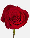Freedom Roses Red Short